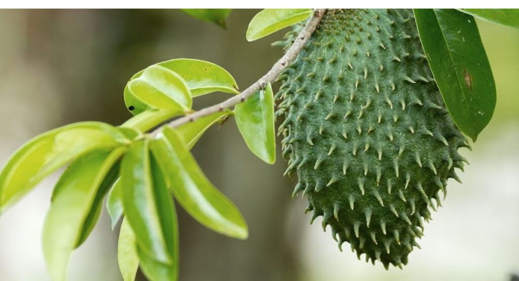 health benefits of soursop