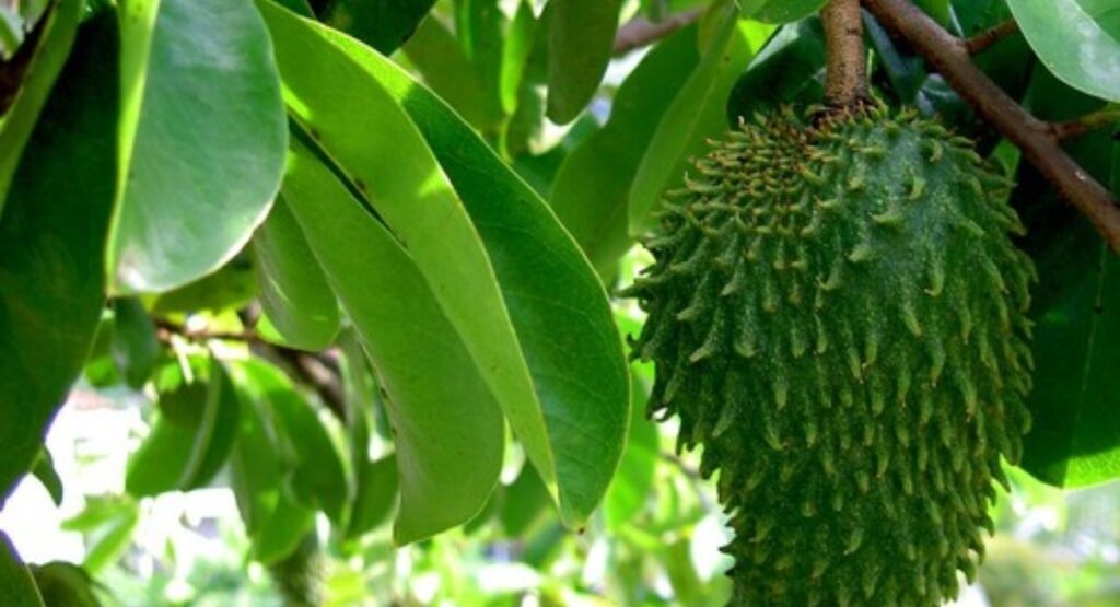 health benefits of soursop