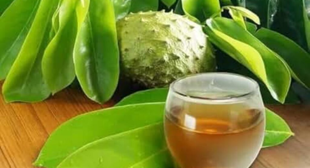 soursop-tea