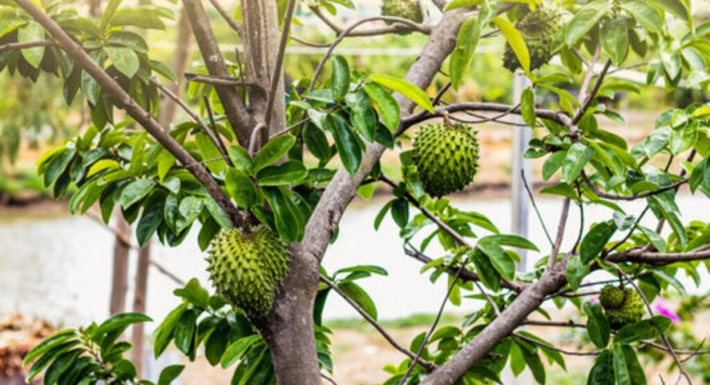 Soursop Tree: Benefits,