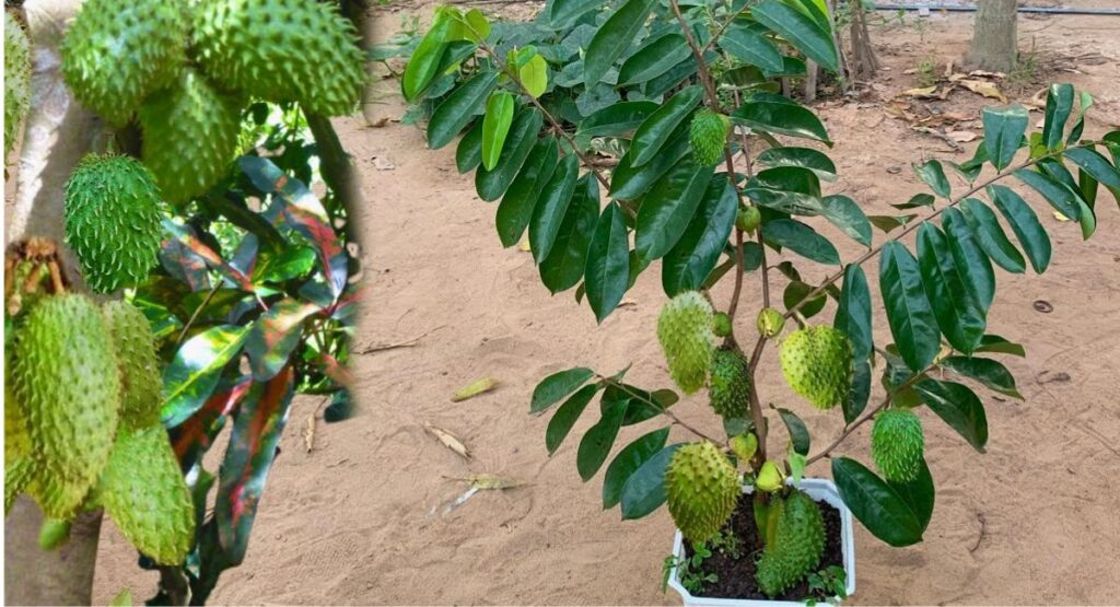 Soursop tree benefits