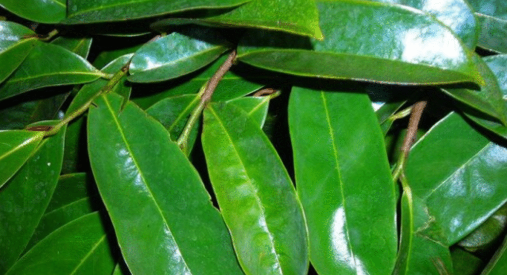 Dried Soursop Leaves