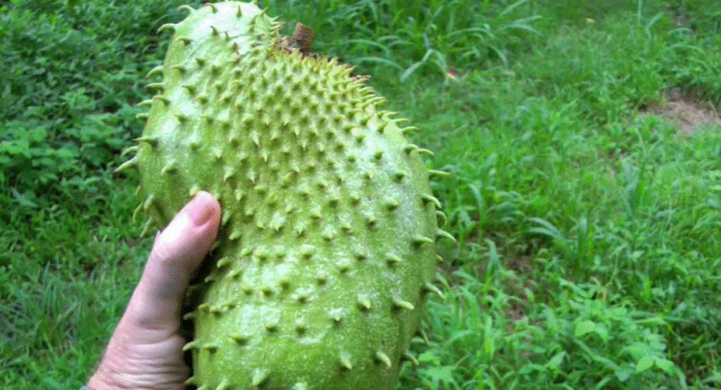 Where to Buy Fresh Soursop Fruit Near Me: A Local Guide