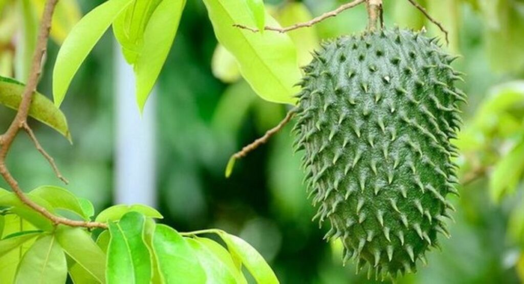 soursop-benefits