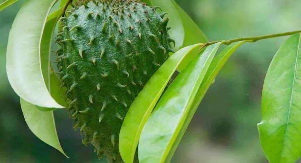 Soursop Fruit:
