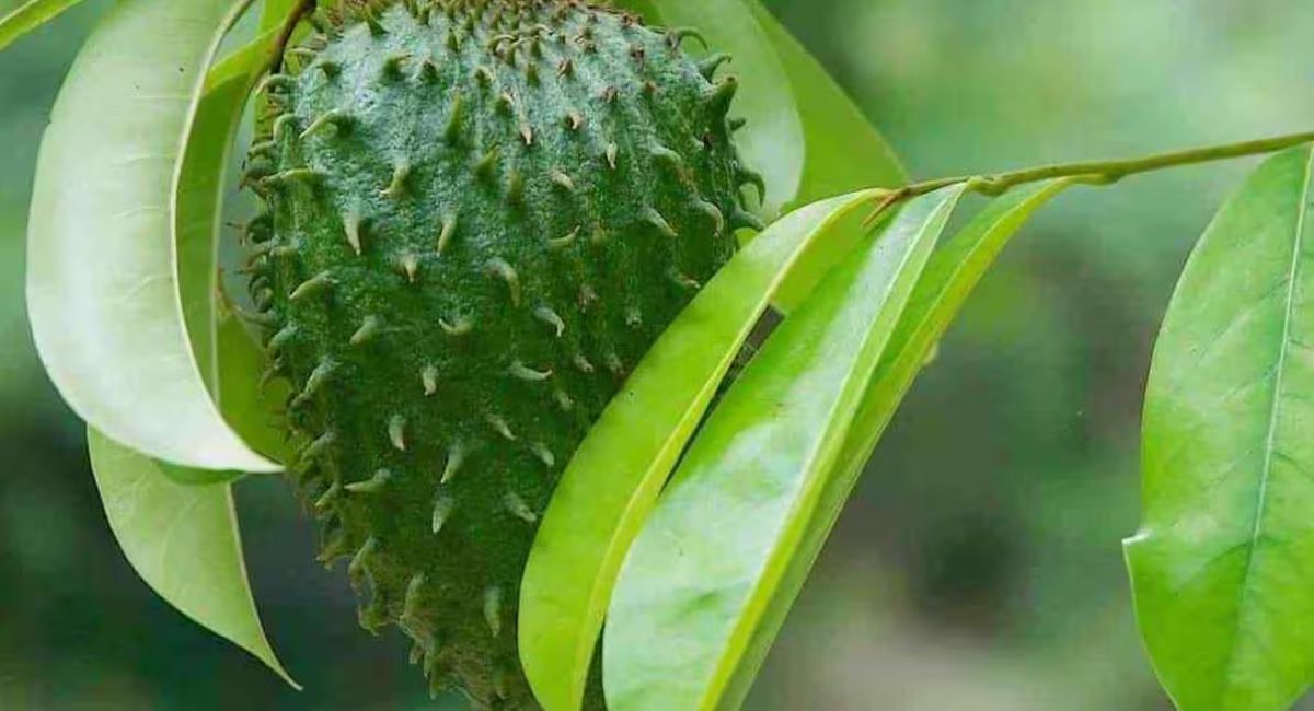 Soursop Fruit:
