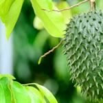 Soursop Benefits: The Superfruit for Better Health