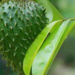 Soursop Fruit: The Tropical Superfruit With Powerful Health Benefits