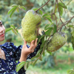 Soursop Fruit Near Me: A Local Guide